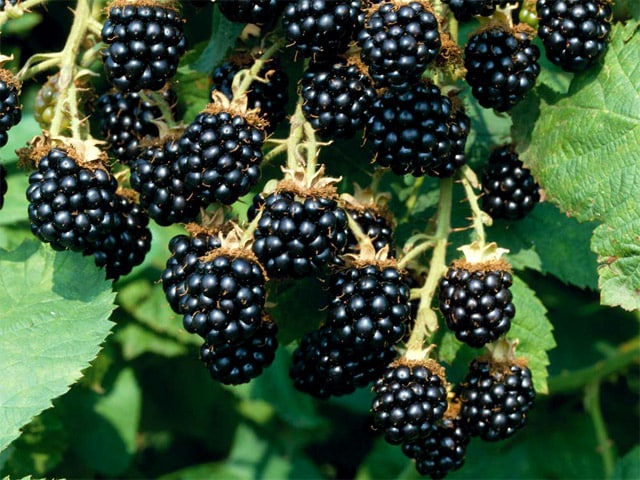 blackberry variety Agawam