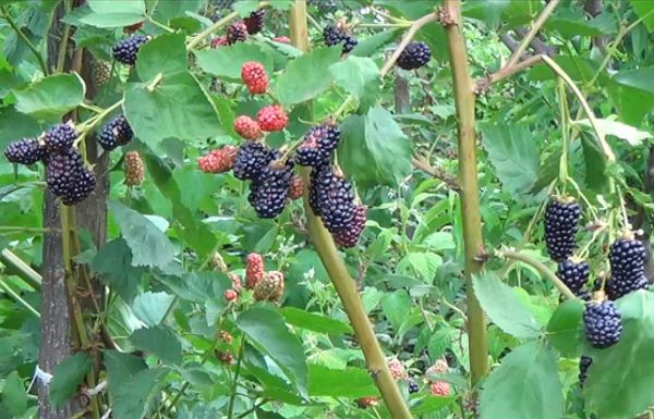 Popis a charakteristika odrůdy Natchez blackberry, množení, výsadba a péče