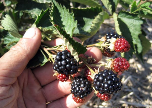 Navajo blackberry