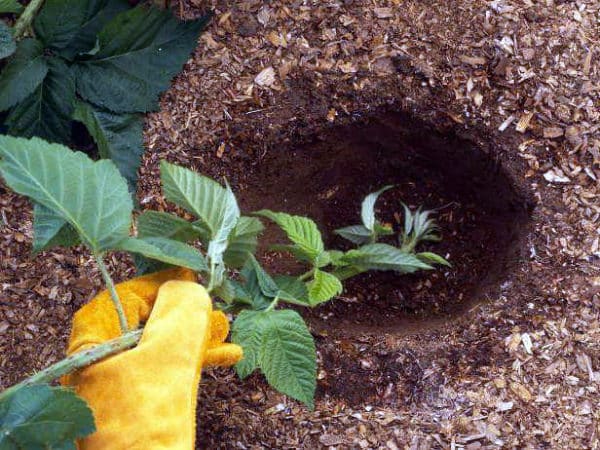 planter des mûres