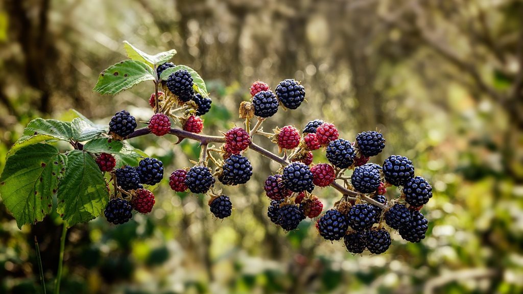 sariwang blackberry