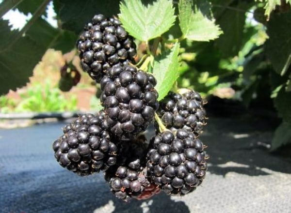 blackberry trojna krona