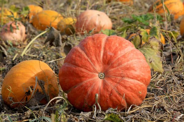 pumpa liggande i trädgården