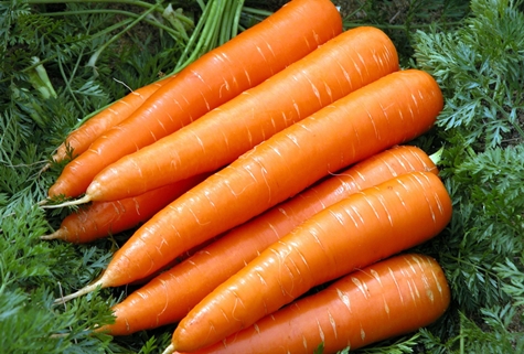 zanahorias en el jardin