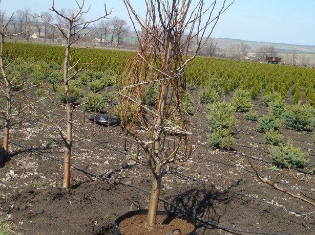 een peer planten