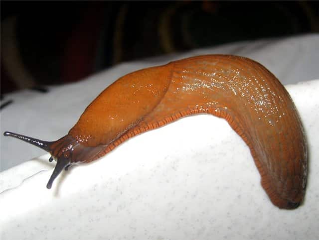 kayumanggi slug