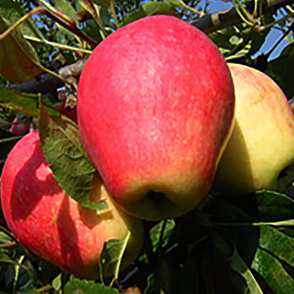 Tasses de la mare de pomer 