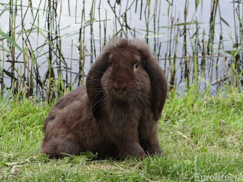 Kaninchen französischer Widder