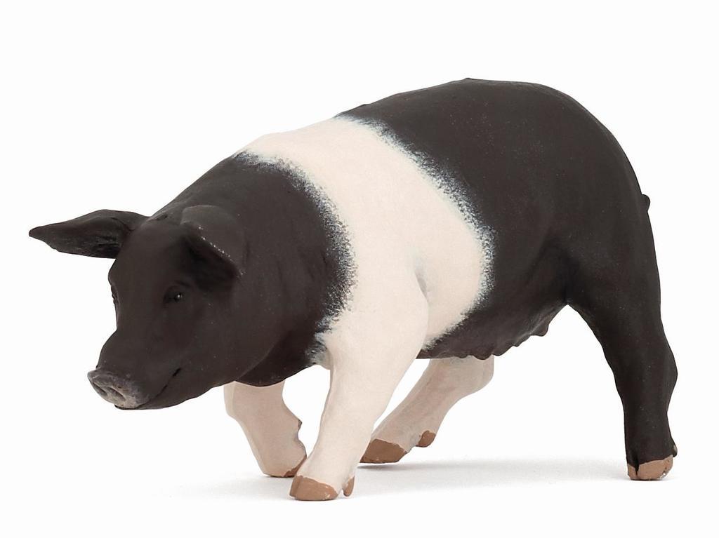 Black and white pig