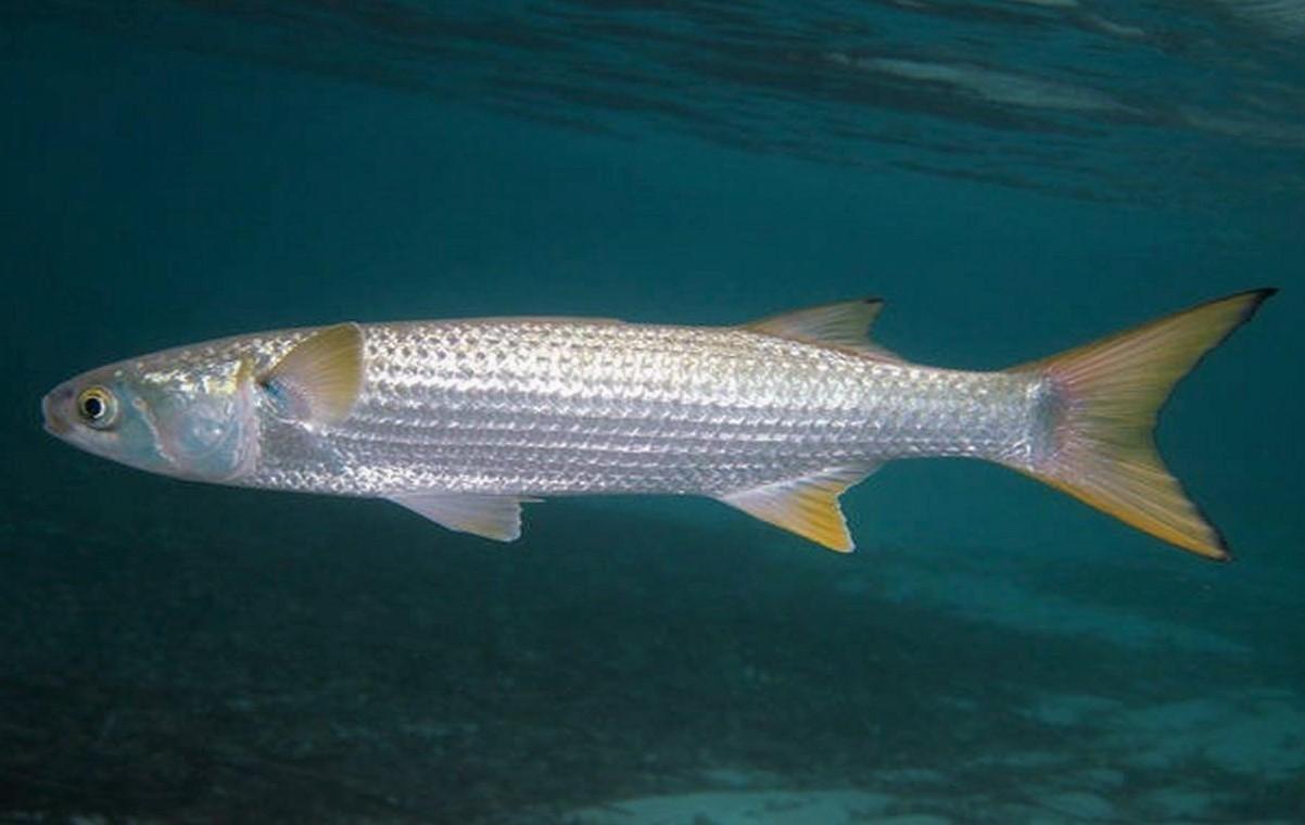 peixe tainha na água