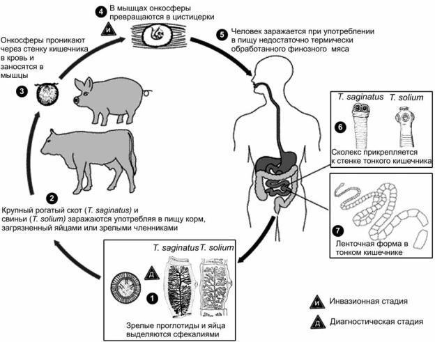 bovine cysticercosis