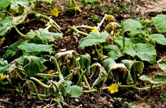 Fusarium blight of watermelon