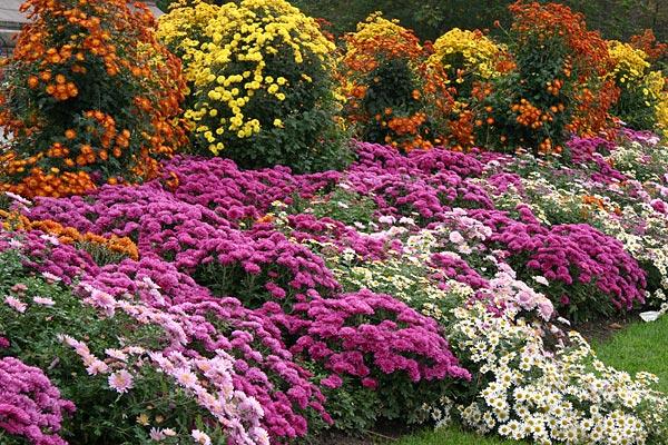 cuidados com flores 