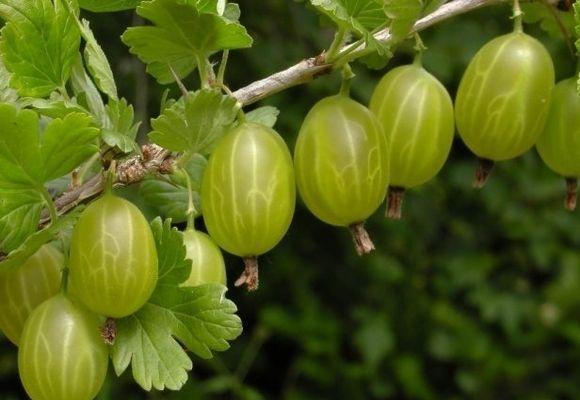 reife Stachelbeeren