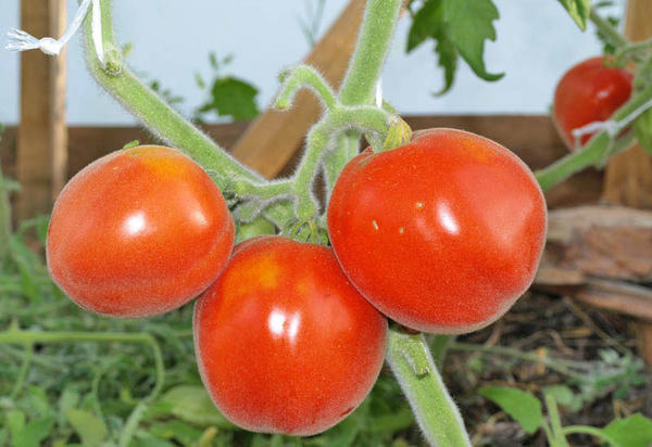 tomate melocotón rojo