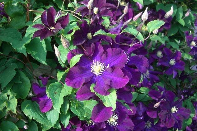 Clematis ziedi