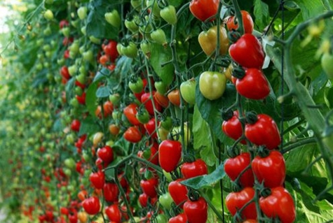 tomate morango em terreno aberto