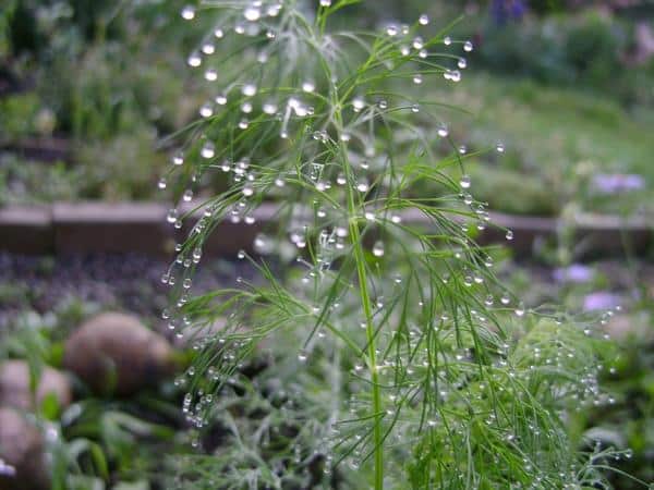 Dill gießen