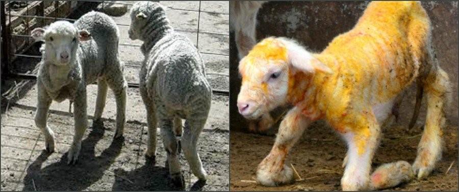 Causes and signs of white muscle disease in lambs, treatment and prevention