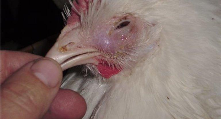 Pasteurellosis of chickens