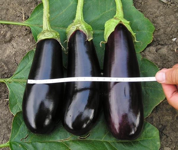 aubergine mûre