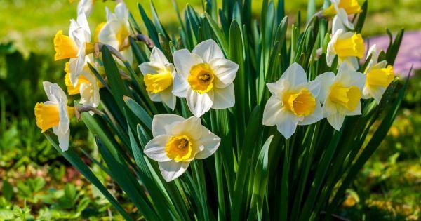 fleurs de jonquille