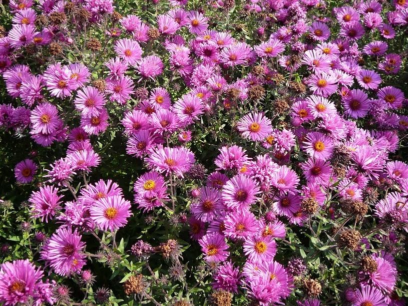 New England aster