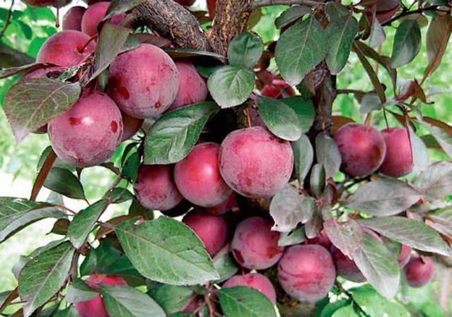 cherry plum Kuban comet