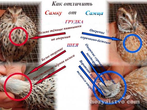 how to distinguish a female from a male quail