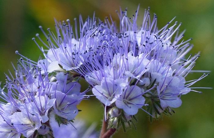 flor de adubo verde 