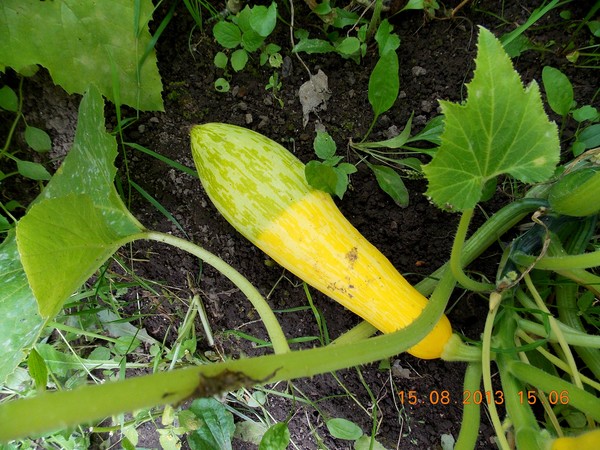 courgettes jaunies