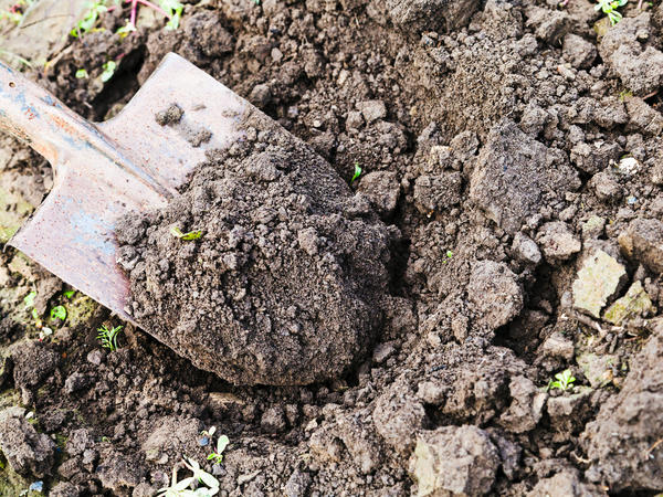 digging up the soil