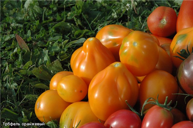 Orangentrüffel im Garten