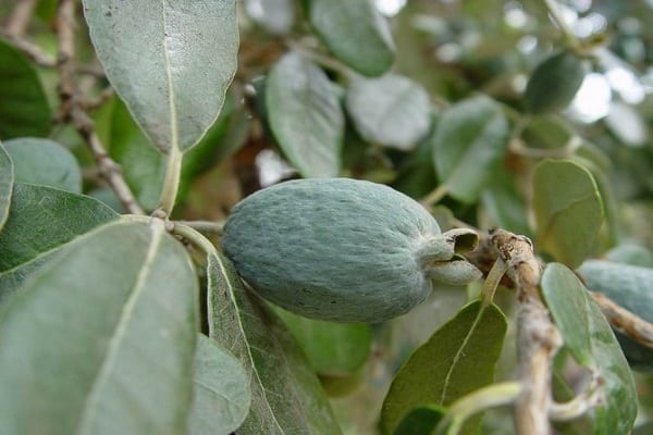 feijoa bär