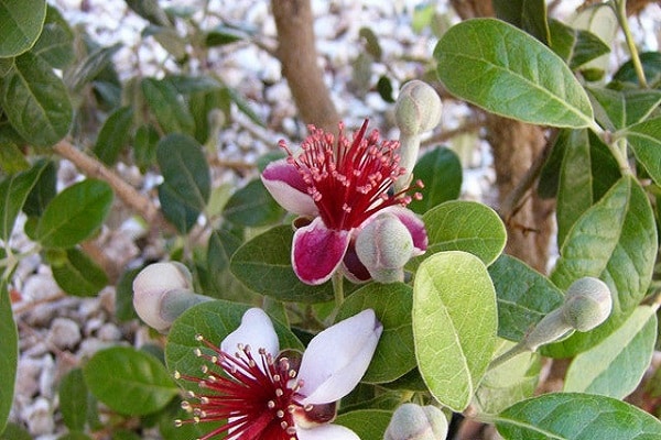 bush flowering 