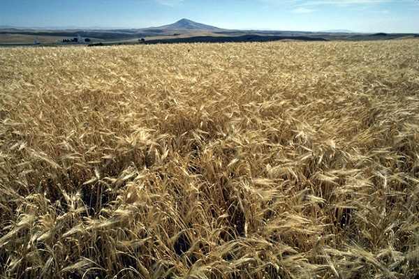 cevada de primavera