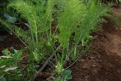 fennel greens