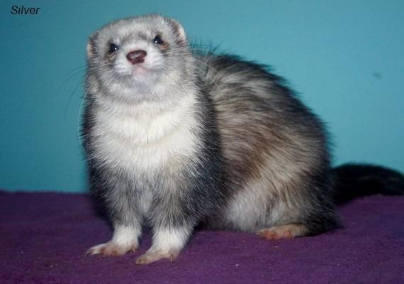 beautiful ferret