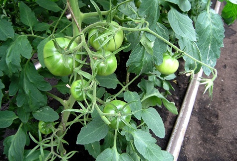 solução rosa de tomate em terreno aberto