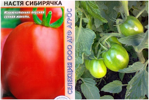 tomato seeds Nastya Siberian