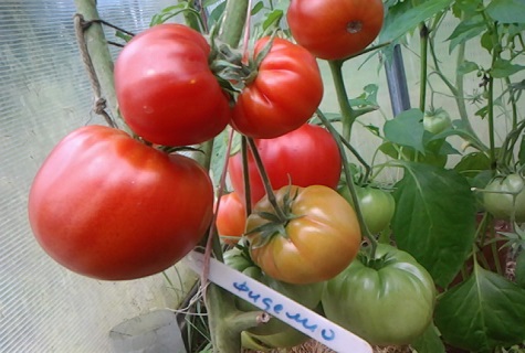 tomate Fidélio