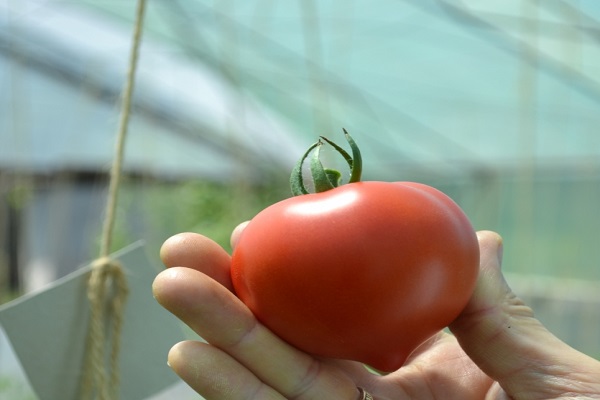 tomato Fifty 