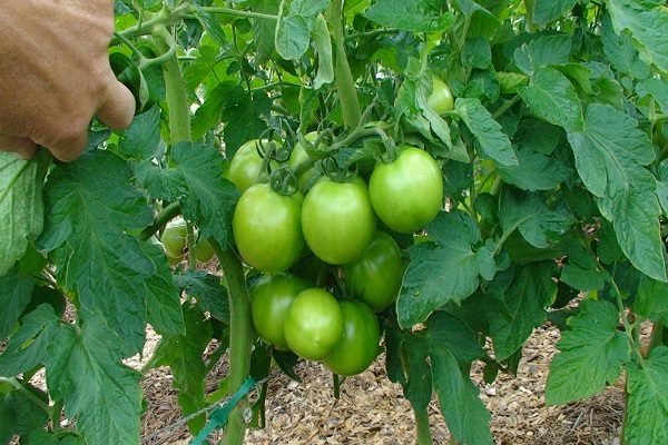 low growing tomato 