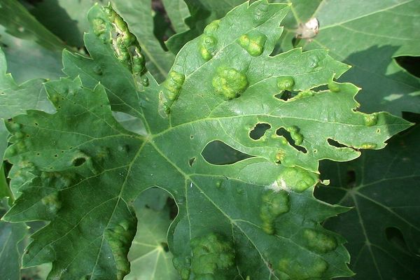 grape leaf disease