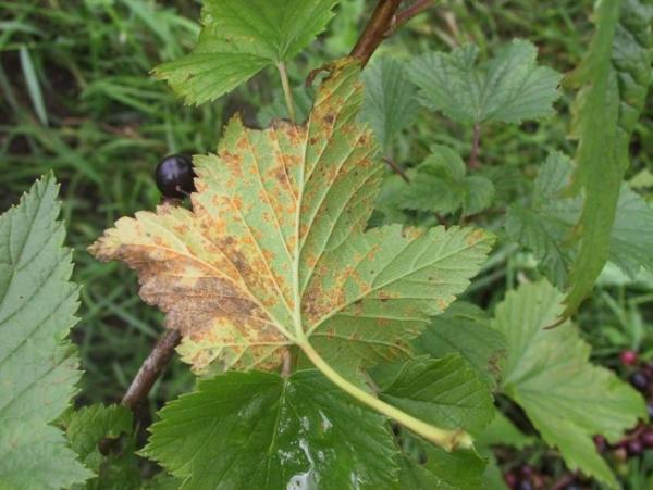 Rost auf Johannisbeeren