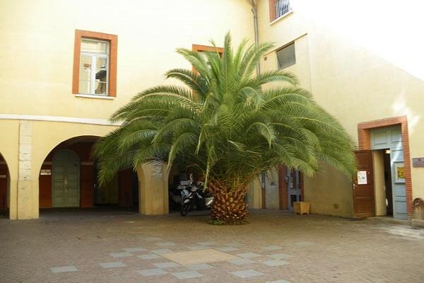 palm tree in the yard 