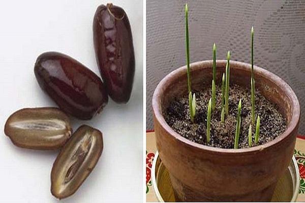 propagation by seeds