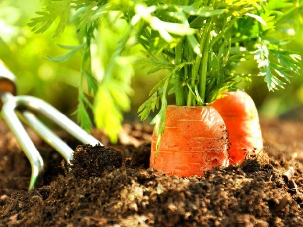 carrots in the ground