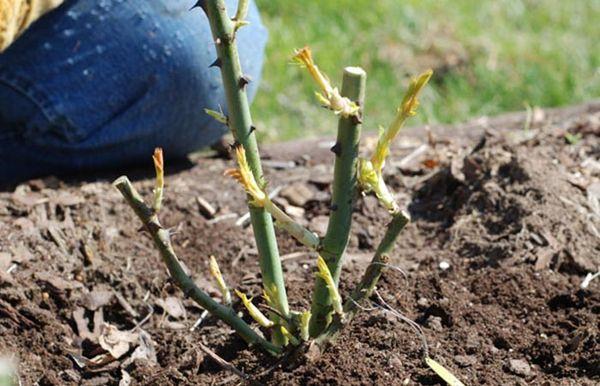 Een roos planten