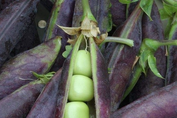 rechtstreeks uit de tuinbedden